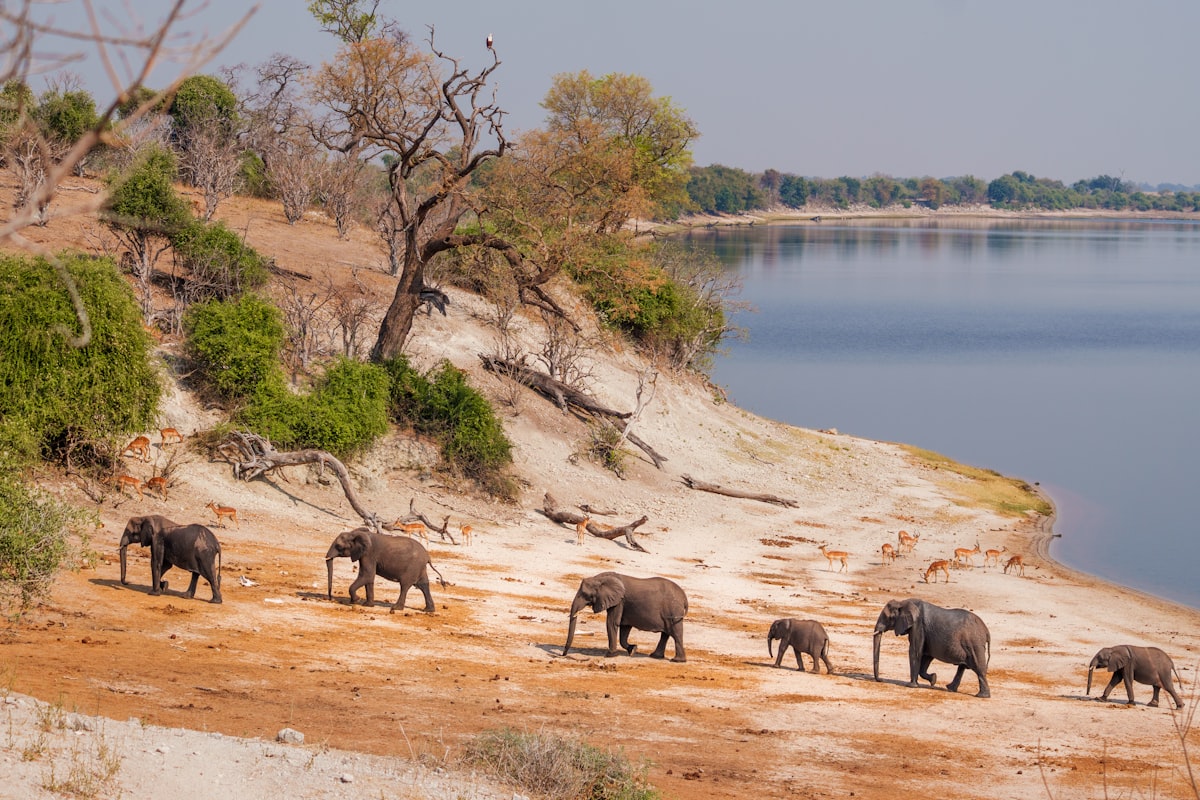 ボツワナの風景
