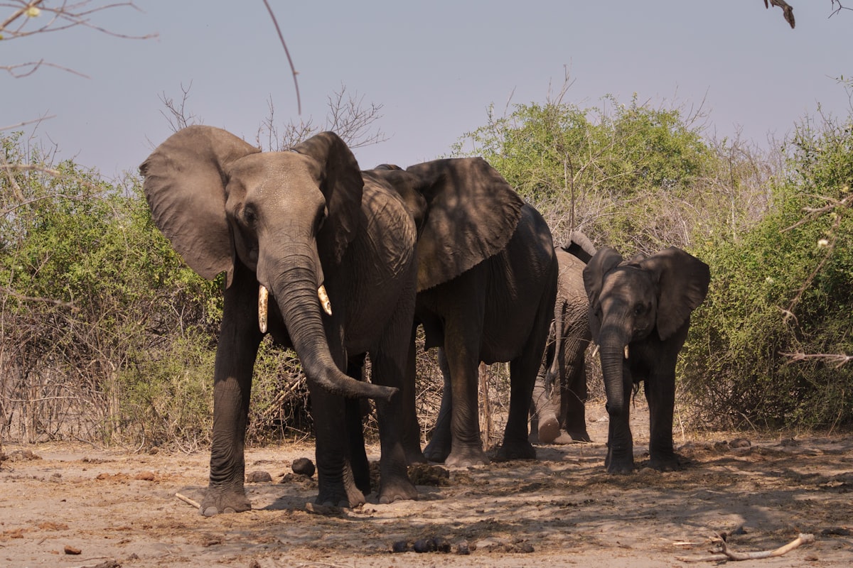 ボツワナの風景