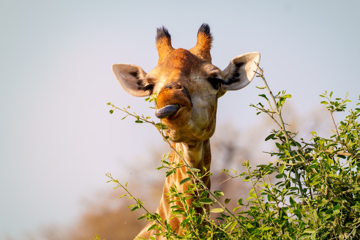 ボツワナの風景