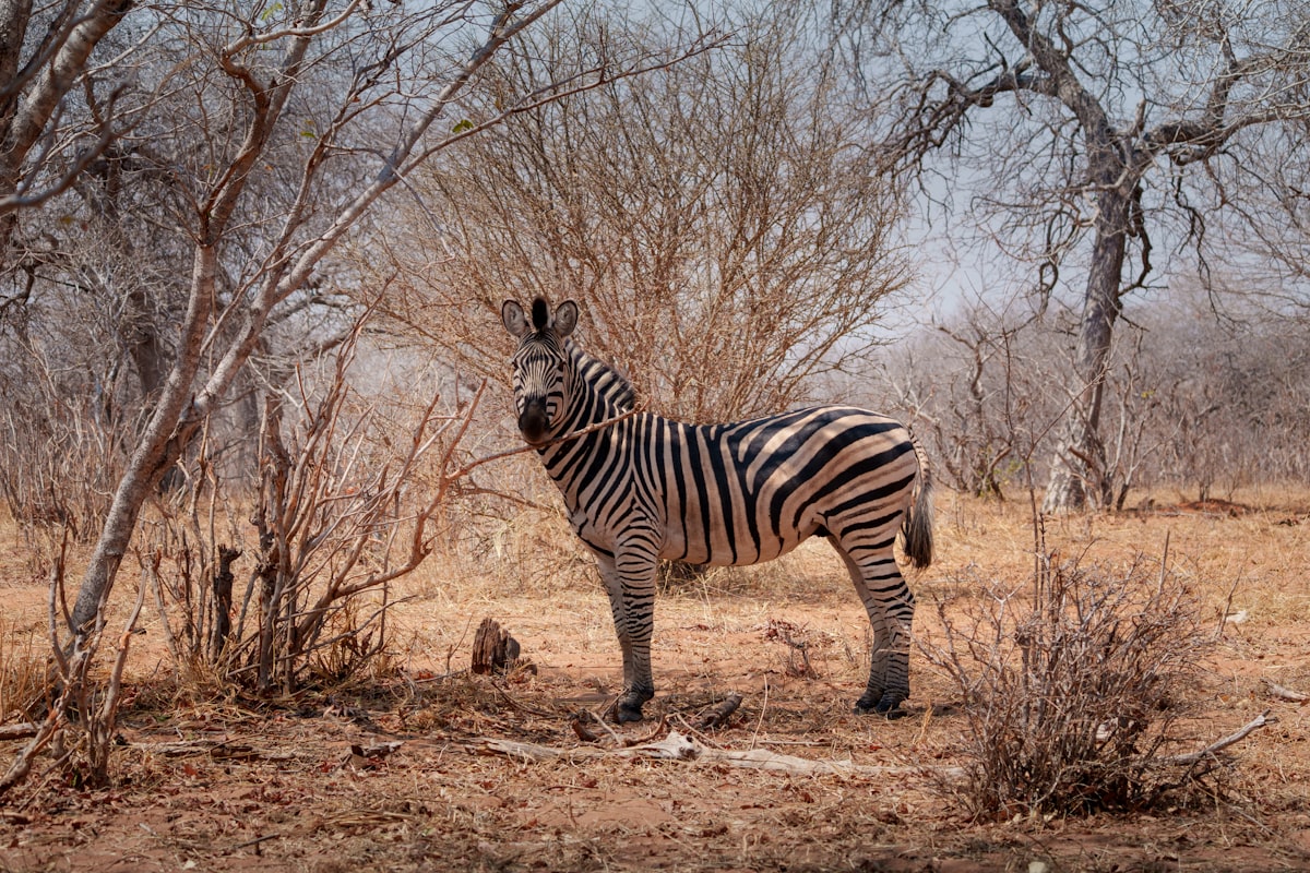 ボツワナの風景
