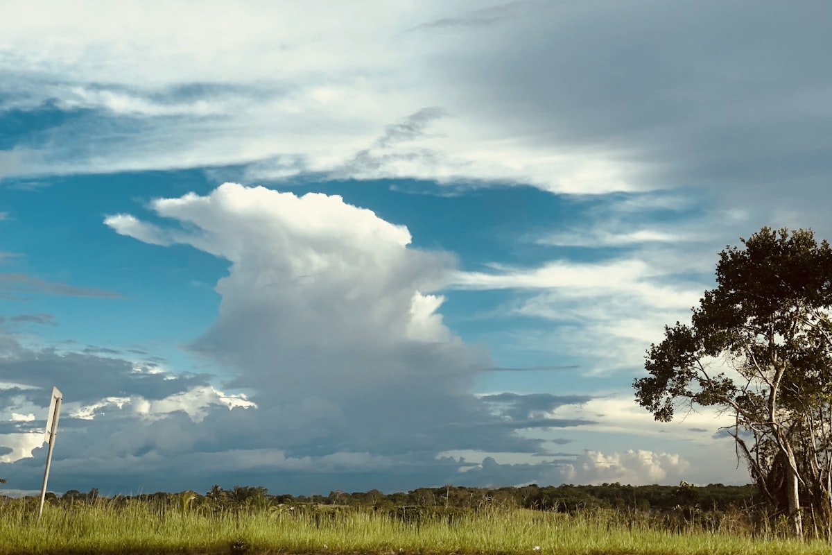 ガイアナの風景