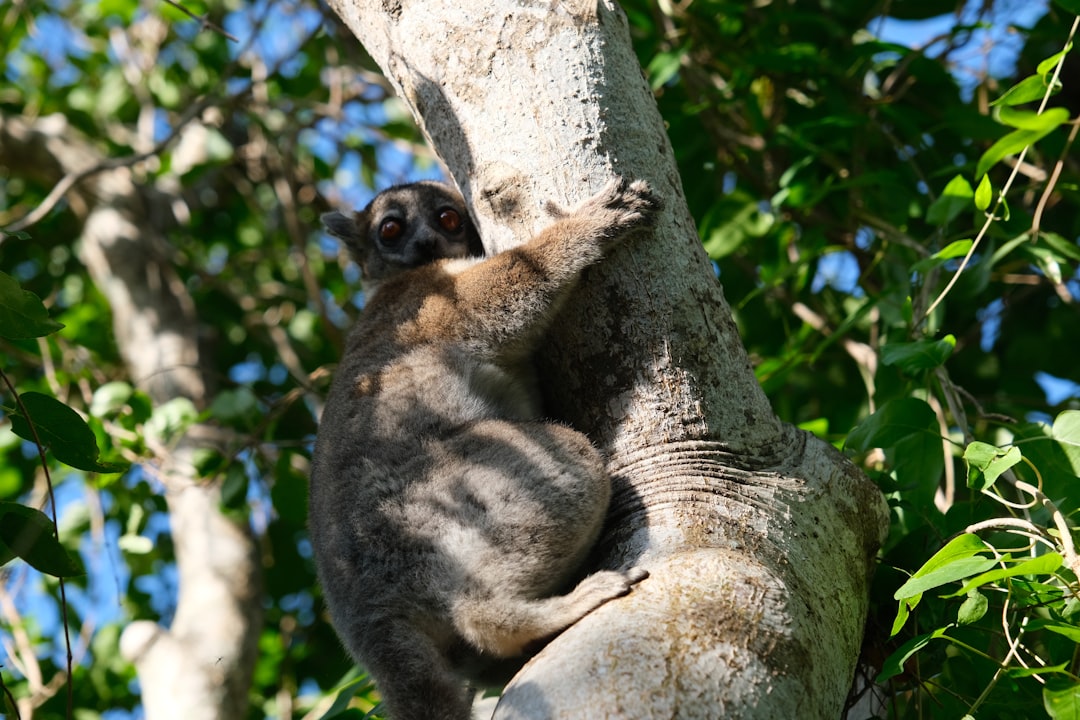 マダガスカルの風景