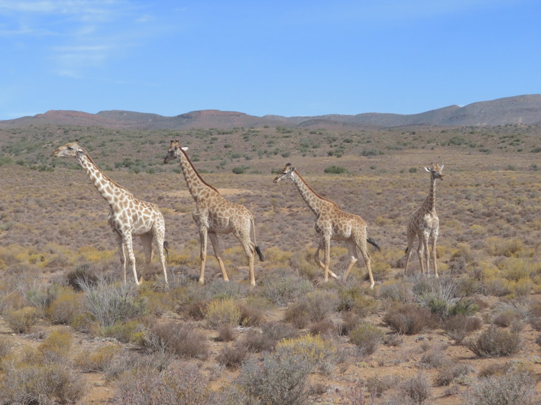 南アフリカの風景