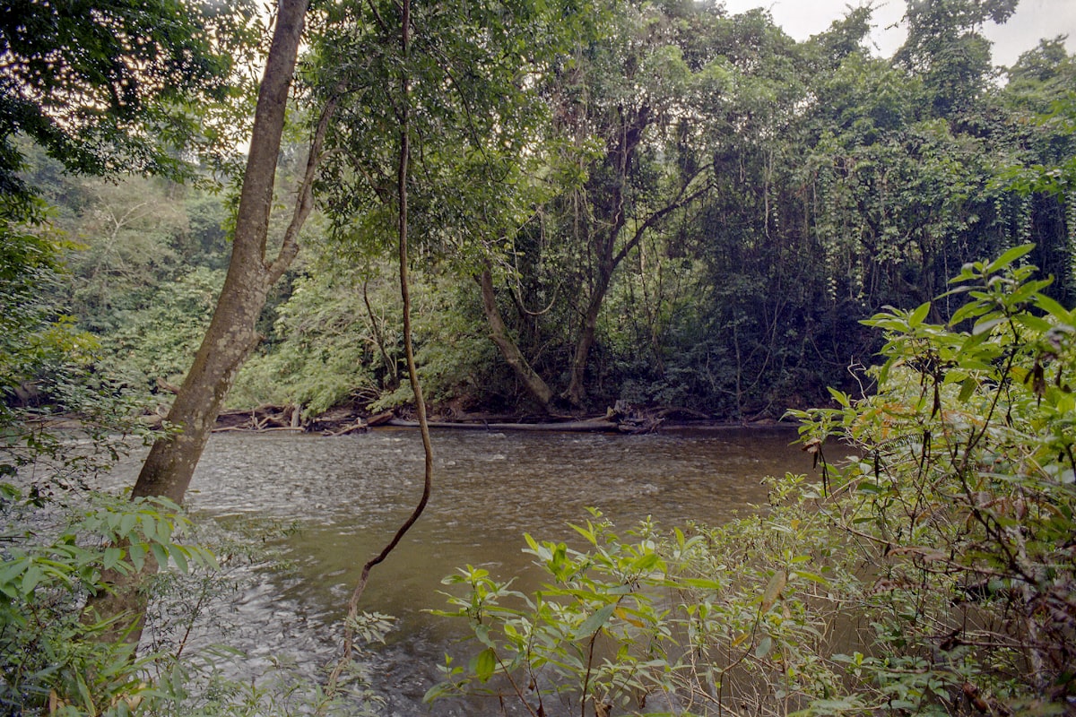 スリナムの風景