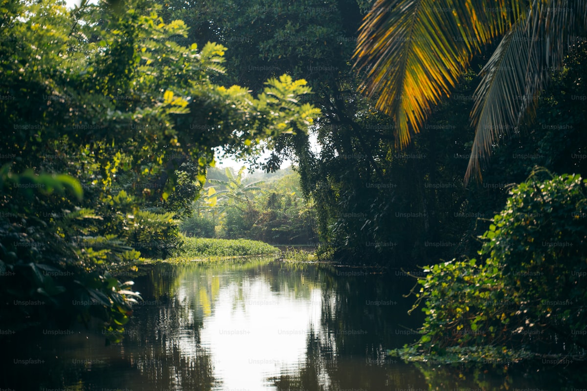 スリナムの風景