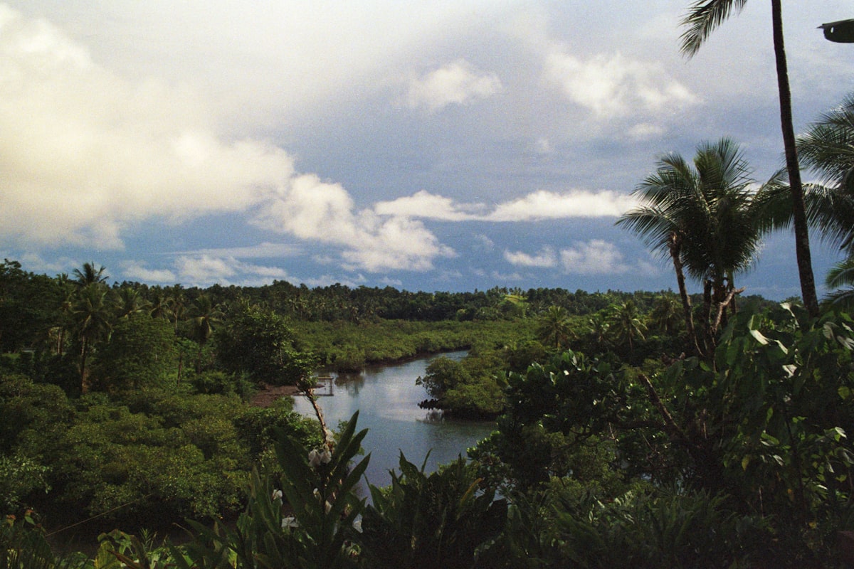 スリナムの風景