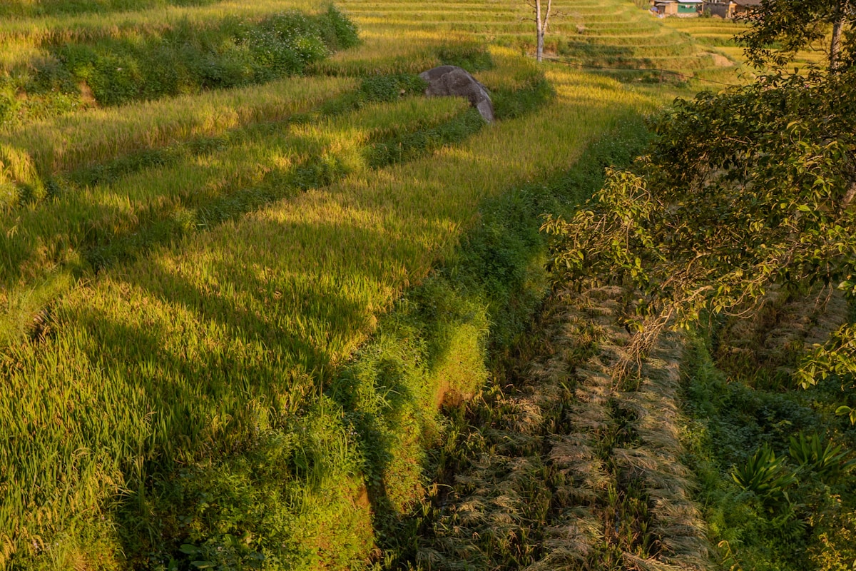 サパの棚田と山岳風景